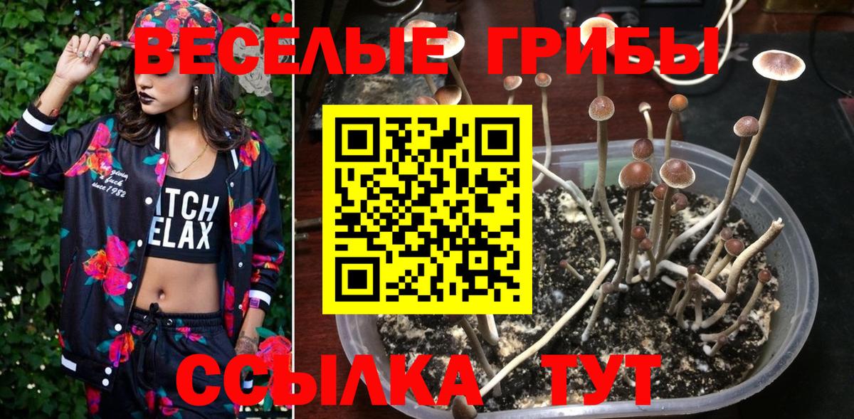 Псилоцибиновые грибы Psilocybe Воронеж